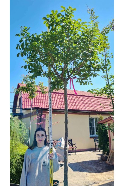 Ясен звичайний шароподібний Нана - конт-60л/вис.260-280см/Ø80-100см/ШТАМБ 200-220см/обхват 14-16см